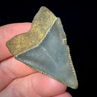 Great White Shark Tooth 1 78  Megalodon Teeth Era Real Fossil Unrestored