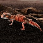 Bandai Gashapon Smooth Knob-tailed Gecko Action Figure Advance Red 13cm Japan