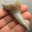 Isurus Desori Mako Shark Tooth Fossil 2 49    All Natural 