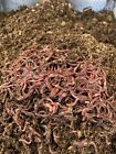 1lb Of Red Composting Worms 