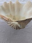 Large Tridacna Gigas Fluted Giant Clam Shell Half 11  8 3 1lbs  All Natural