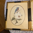 Vintage Art Lamay Matted  Framed Signed Bird Art Prints