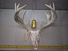 Big Farm 14 Point 160-3  Whitetail Skull European Decor Man Cave Taxidermy Buck