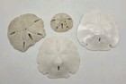 Sand Dollar Natural Lot Of 4  3  4     1  2  