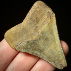 Great White Shark Tooth 2 21  Megalodon Teeth Era Fossil Unrestored