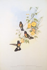 Gould Amethystine Sun Angel Hummingbirds Vintage Bird Art Print Bookplate 245