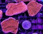 2x Frags  Bright Orange Montipora - Live Coral Sps - Monti Cap - Free Shipping 