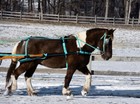 Mini small Pony Size Beginner Turquoise Harness Made From Beta Biothane