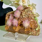 4 29lb  Natural Iron Needle Quartz Pink Energy Mineral Treatmentv