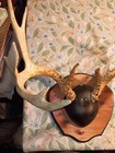 Deer Antlers Mount Nice 14 Point Non Typical Whitetail Taxidermy Lodge Decor 6x8