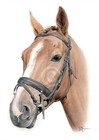 Custom Pet Portrait From Photo - Hand Drawn Pencil Sketch Of Your Beloved Pets