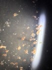 Live Daphnia Magna 100      Starter Culture Kit