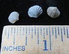 Brachiopods - 3 - Zygospira Modesta- Ordovician-  Cincinnati  Ohio