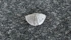 Winged Brachiopod Fossil  mucrospirifer Thedfordensis  Middle Devonian 2  Inch