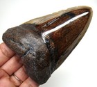 Megalodon Shark Tooth - Real Fossil - 3 54     No Restorations Shark Teeth Meg