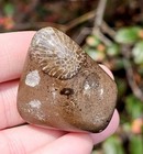 Unique Charlevoix Stone Favosite Coral In Matrix Michigan