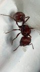 Live Florida Harvester Ant Queen  pogonomyrmex Badius  W Eggs  feeder 