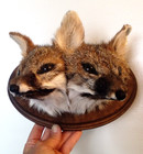 2-headed Fox  Taxidermy Oddity Sideshow Gaff Animal Mount Skull Coyote Bobcat