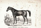 Horse English Pure Blood Hunter Rare Antique 1840s Fine Copper Engraving Print
