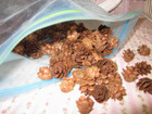 Lot Of Tiny Natural Pinecones For Any Holiday Crafting Ideas bowl Filler