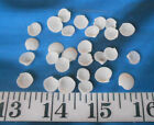   Lucine Cup Shells   White   25     small    Shellcraft   Sailor s Valentines  