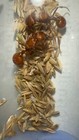 2025 Pogonomyrmex Occidentalis  2 Queens  Only Legal Ants To Ship  Buy 4  1 Free