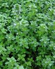 Common Thyme Seeds  Thymus Vulgaris  Non-gmo  Variety Sizes  Free Shipping