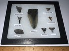 Megalodon Era Shark Teeth Collection Framed Labeled Fossil Shark Tooth Lot 