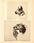 Antique English Setter Print Vintage Diana Thorne Wall Art Decor 6886k