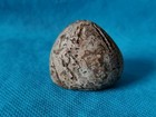 Flint Echinoid Fossil Portsmouth Uk Witches Good Luck Charm Shepperd s Crown