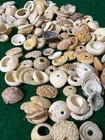 15 Original Cherokee Indian Conch Shell Trade Beads Ancient Artifacts Pre 1600 s