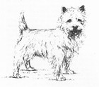 Cairn Terrier  2 - Custom Matted - 1963 Vintage Dog Art Print 0507 Cld