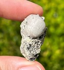 Nebraska Fossil Brachiopod In Matrix Antiquatonia Portlockianus Stanton Fm