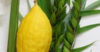 Lulav And Etrog Grown In Israel For Holiday Of Sukkot Certified Kosher 