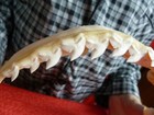 sj470-105  13-7 8  Tiger Shark Jaw Sharks T  th Galeocerdo Taxidermy Science