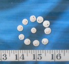   Sand Dollars  10   micro   5 16     White   Shellcraft   Sailor s Valentines  