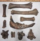 Bargain Bison Kit Of 10 Different Prehistoric Bison Bones 