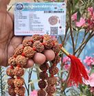 7 Mukhi Rudraksha   7 Face Rudraksh Mala Rosary 18-20 Mm Nepal Beads - Certified