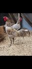 Pure Peruvian Gamefowl Hatching Eggs One Dozen 
