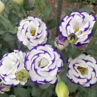 25pc Lisianthus Seeds Garden Plant Flower Bed Exotic Usa Seller Free Shipping