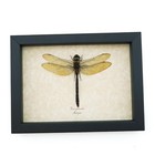 Giant Green Emperor Dragonfly Anax Gibbosulus Real Framed Taxidermy Display