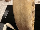 Vintage Native American Powwow  Drum With Stick