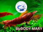 Shrimplive 10  1 Bloody Mary Premium Grade Neocaridina Shrimps  Live Arrival