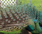  5  Peacock Peafowl Hatching Eggs Variety Pack   laying Now   npip 