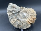 7    Unknown  acanthoceras Amphibolum  texas Cretaceous Fossil Ammonite With Clam 