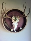 European Mount Skull Hanger  Heavy Duty Deer Skull Trophy Mount Hanger  Euro Dee