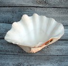 Vintage 10 5  Giant Natural Clam Shell Salad Bowl Table Or Beach D  cor