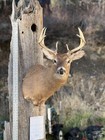 Shoulder Mount   White Tail Deer Real  Antler  Taxidermy Wall Mount