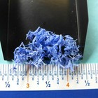 Dyed Light Blue Marine Sea Weed Sailors  Valentine Shell Craft Art Dollhouse