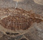 Hipposyngnathus Neriticus - Extremely Rare Fossil S horse Fish